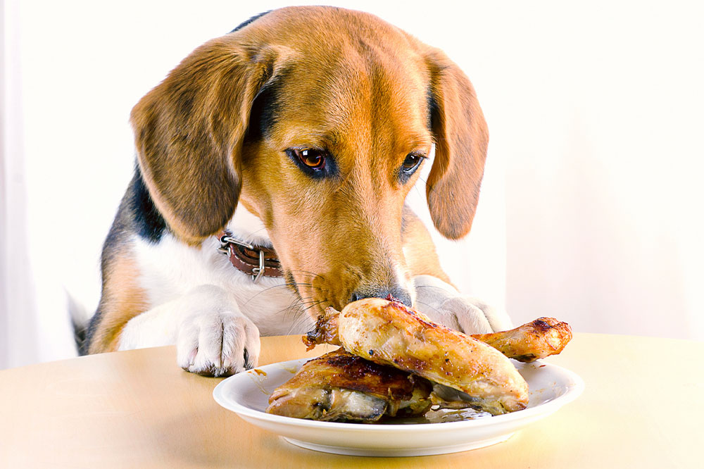9 Human Foods That Are Safe and Healthy for Dogs