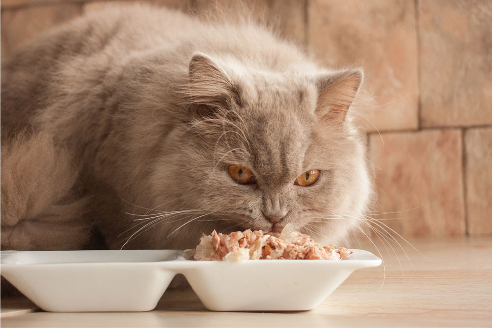 10 human foods that are safe and nutritious for cats