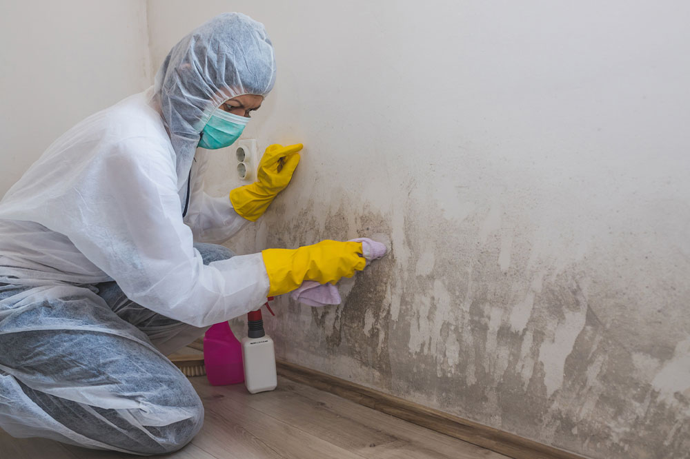 Top 4 Companies to Check Out for Mold-removal Services