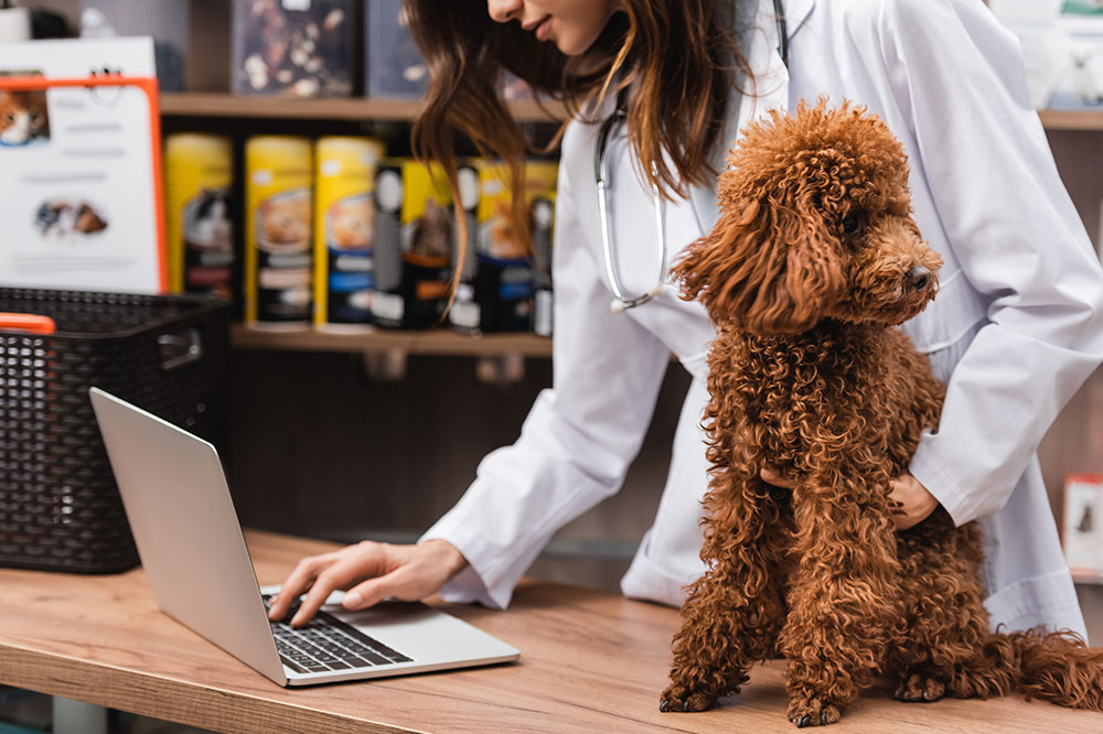 Top 4 Cloud-based Veterinary Practice Management Software