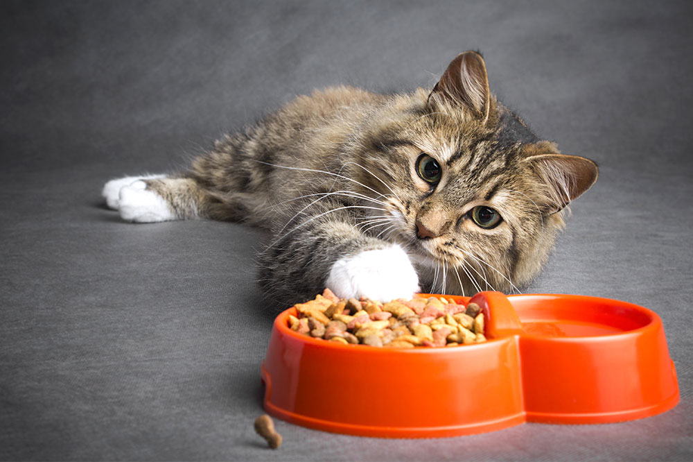 Worst Cat Foods to Avoid as a Pet Parent