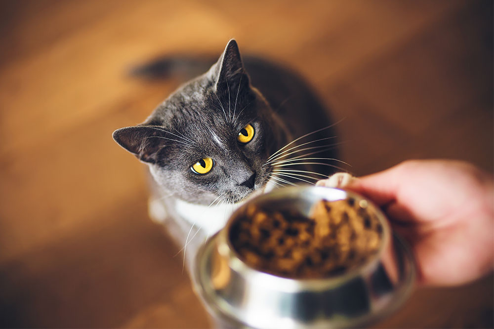 A Pet Parent’s Guide to Picking the Best Cat Food