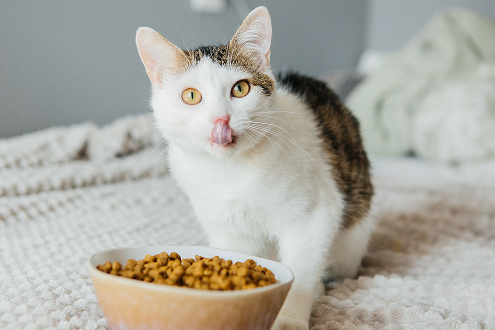 Best Choices of Royal Canin’s Foods for Indoor Cats