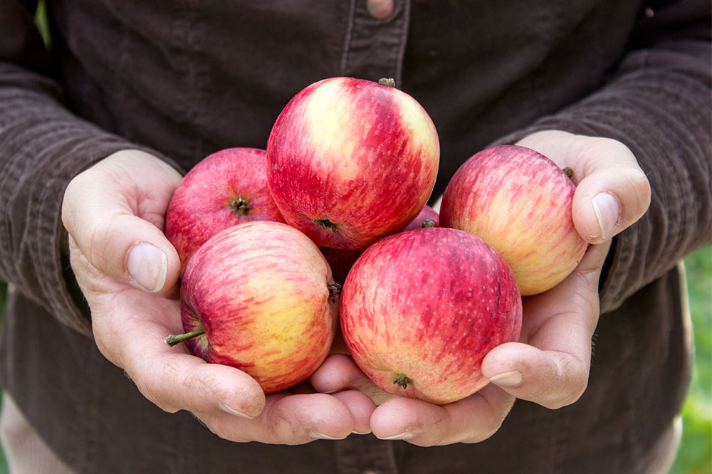 Essential Foods to Eat and Avoid for Managing Myeloma