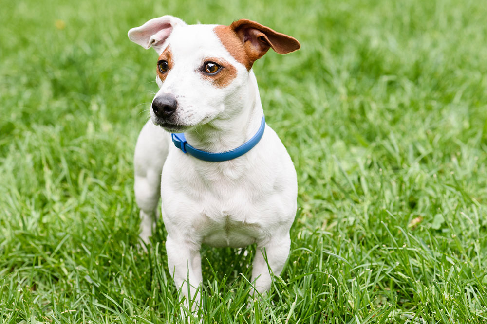 Home Remedies for Managing Various Dog Allergies
