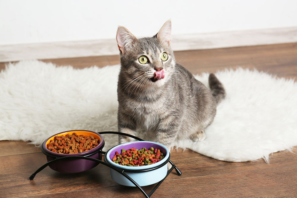 Key Facts About Healthy Cat Foods