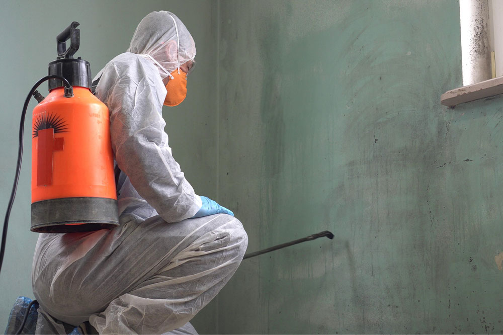 Mold Removal – Tips and Top Services